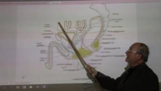 Urinary module 8  Urinary bladder  part 1   by DrWahdan [upl. by Ynohtnacram]