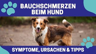 Bauchschmerzen beim Hund 🐕 Symptome Ursachen und Tipps [upl. by Ymor]