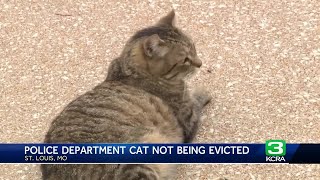 Felony the cat wont be evicted from St Louis Police Department [upl. by Pressey]