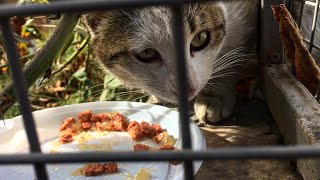 Ich habe streunenden Katzen die sehr hungrig waren Nassfutter und Wasser gegeben [upl. by Royal465]