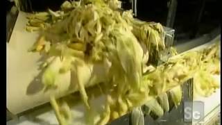 How Its Made Canned Corn [upl. by Ayam]