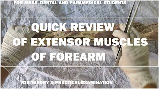 Extensor muscles of forearm Dissection amp identification [upl. by Barbie]