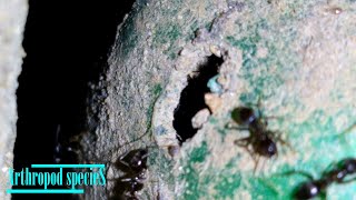 Insect Species  Black Crazy Ants Paratrechina longicornis  The Nest [upl. by Drugge]