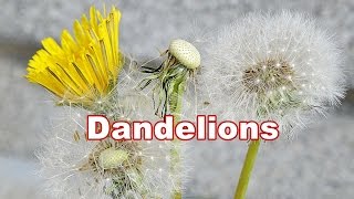 Dandelion Plant 🌿 Taraxacum Officinale 🌿 Fruit amp Flower 8 [upl. by Leonelle]