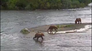 94 and Her Cubs Come Up to the Falls  September 1 2024 exploreorg [upl. by Crawley]