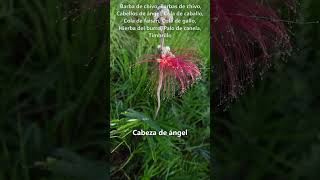 Barba de viejo o Cabeza de ángel 𝐶𝑎𝑙𝑙𝑖𝑎𝑛𝑑𝑟𝑎 ℎ𝑜𝑢𝑠𝑡𝑜𝑛𝑖𝑎𝑛𝑎 plantas jardin flores naturaleza campo [upl. by Crary]