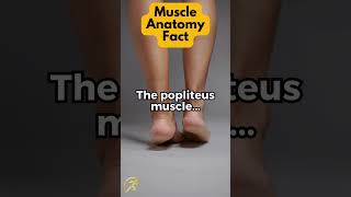 The popliteus muscle [upl. by Killion357]