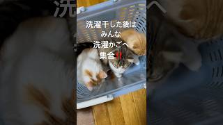 洗濯干した後はみんな洗濯かごへ集合‼️ ねこのいる生活 子猫 猫 スコティッシュフォールド cat catcute catbaby 兄弟 [upl. by Paradies]