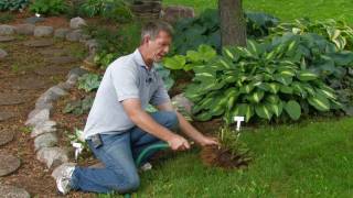 Dividing Hostas RoseHill Gardens Video Series Episode Five [upl. by Evanne673]