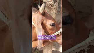 Actinomyces disease shortvideo trending RangrezzDairyfarm AnimalHT2721 animallover 👑🌺🌺💉🩺 [upl. by Ulises]