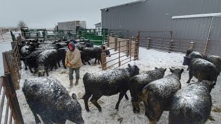 Selling 300 Calves Wild Day [upl. by Margetts286]