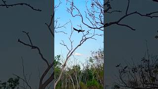 Black Cockatoo Communication Sound Up birds birdlovers birdwatching [upl. by Tita]