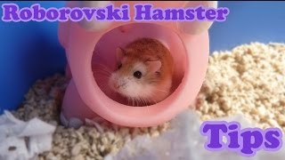 Roborovski Dwarf Hamster Tips and Facts [upl. by Ahtamat827]