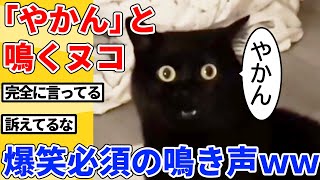 【2ch動物スレ総集編】鳴き声が「やかん」のヌコ→爆笑必須の鳴き声ｗｗｗｗｗ [upl. by Sitruc]