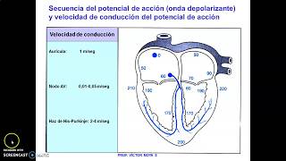 Clases Sistema Excito Conductor parte II [upl. by Braeunig236]