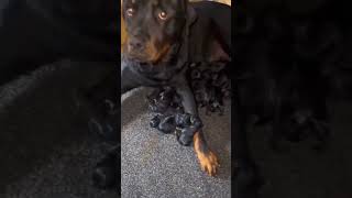 Dog video rottweilerpublic viralshort [upl. by Sirromad]