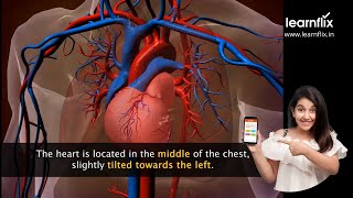 Human Heart  Class 7 Science  Learnflix app [upl. by Aneladdam]