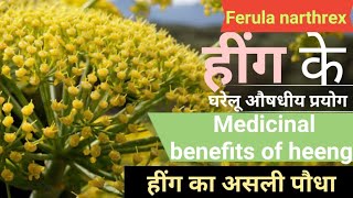 हींग के पौधे की पहचान और उसके औषधीय गुण  Hing  Ferula narthex  Asafoetida medicinal benefits [upl. by Akemor998]