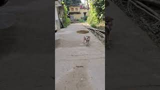 OMG Big King Cobra Attack On The Dog 🐕 😭 😫 😱 shorts video [upl. by Senoj389]