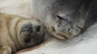 How Moms Matter To Weddell Seal Pups [upl. by Danieu]