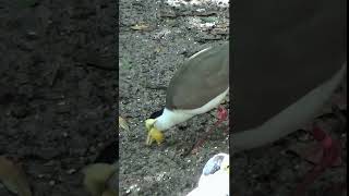 Masked Lapwing Foraging summervibes shortsirl masked lapwing foraging [upl. by Aehsrop]