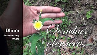 Common sowthistle Sonchus oleraceus  part 1 [upl. by Ayyn555]