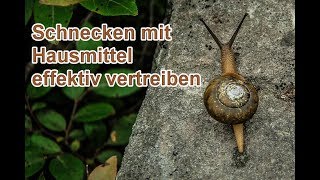 Schnecken im Garten bekämpfen OHNE Gift  Schnecken natürlich vertreiben mit Hausmitteln 🐌 [upl. by Eiltan]