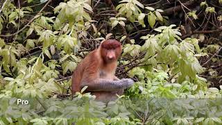 Proboscis monkey Nasalis larvatus eating  Damai Sarawak nature [upl. by Trudey395]