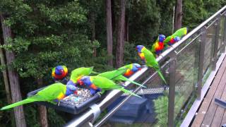 Parrot Facts  Rainbow Lorikeets feeding [upl. by Fabian152]