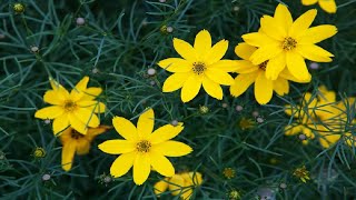 Rosy Hardy Presents Coreopsis verticillata Zagreb [upl. by Nalod359]