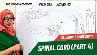 Spinal Cord । Part 4 । Sensory amp Motor pathway । Ascending amp Descending Tracts [upl. by Lalaj]