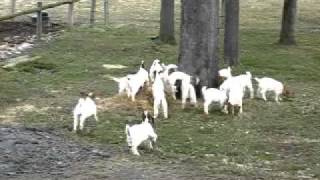 Five week old kids at play at Arnolds Time Well Spent Boer Goats [upl. by Yessak]