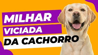 Milhar e Centenas Viciadas do CACHORRO  As milhar e centena que mais sai do cachorro para 2023 [upl. by Anyalram]