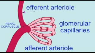 URINARY RENAL CORPUSCLE INTRO [upl. by Kimon665]