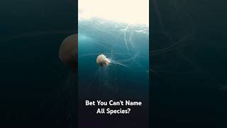 Can You Name All Jellyfish Species jellyfish jellyfishfacts ocean [upl. by Westleigh]