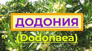 Флора Израиля Додонея Dodonaea вечнозеленый кустарник для живых изгородей и как комнатное растен [upl. by Prosperus]