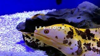 BANANA EEL amp HUGE REEF TANK P1  Quick Aquarium Vlog 15 [upl. by Calise]