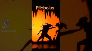 Microdose Pilobolus from Shadowland the Fight [upl. by Parke615]