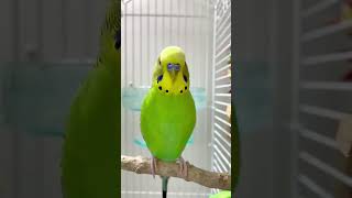 Green budgie parrot sound [upl. by Gerius]