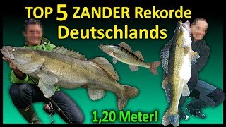 Top 5 Rekord ZANDER Deutschlands  116 Meter Zander [upl. by Crelin]