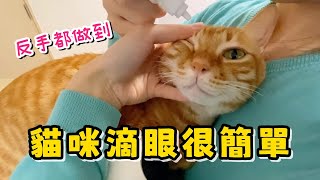 最近觀看貓滴眼藥水的人數上升，換個角度再示範一次｜Another Tutorial of Giving Cat Eye Drops [upl. by Moule]