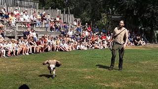 Birds of Prey Show at Zoo Planckendael Mechelen Belgium [upl. by Nalahs]