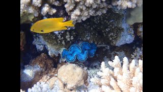 Snorkelling in Makadi Bay Red Sea Coral Reef  Makadi Palace  Hurghada  Egypt [upl. by Peppie]