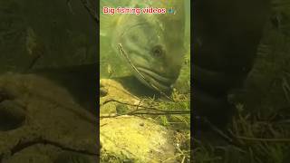 big fish Catching videos 🎣🌊 Fishing videos trendingshorts trending shorts vairalsong [upl. by Ulu]