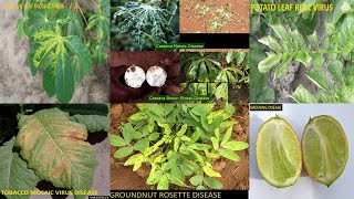 VIRAL CROP DISEASES [upl. by Georgie130]