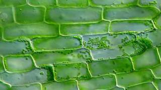 TimeLapse Cytoplasmic Streaming in Elodea by Mr Ralph Grimm [upl. by Gewirtz]