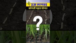 योग्य Us Lagwad पद्धतीने मिळवा चांगले उत्पादन। us lagwad mahiti l agrostar l FarmingTips [upl. by Lorry792]