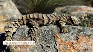 Armadillo Lizard Facts You’ll Never Forget [upl. by Claudetta]