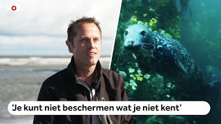 Speelfilm toont onderwaterleven Noordzee die volgebouwd wordt met windmolens [upl. by Colner]