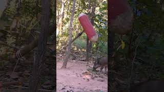 Wild boar trapping skills hogtrap nature animals wildboar bigpig [upl. by Hollah]